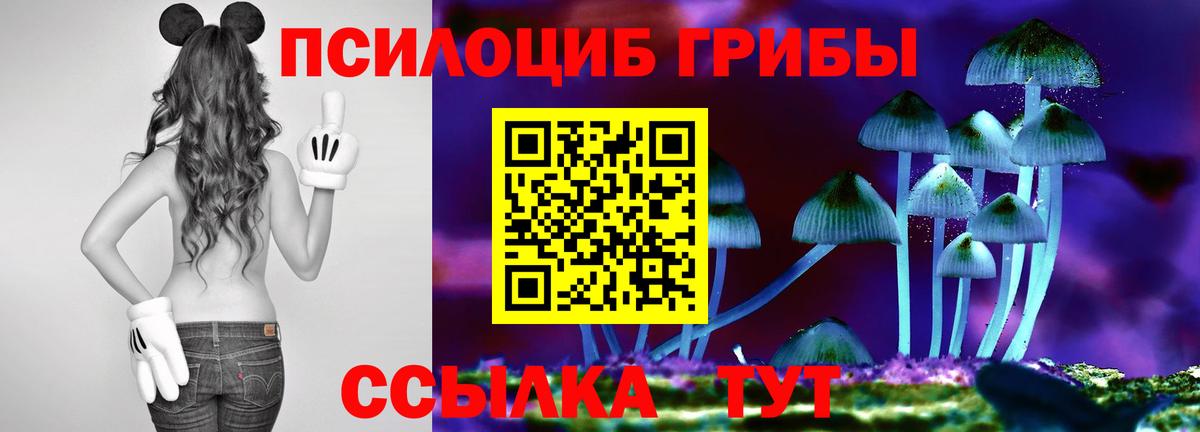 где продают   Унеча  Галлюциногенные грибы GOLDEN TEACHER 